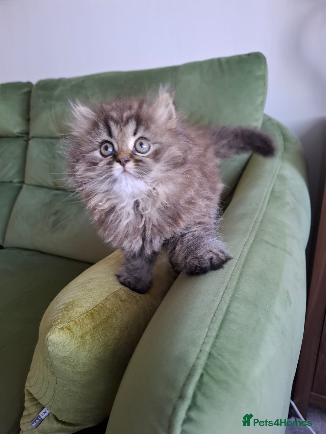 Persian cats for sale: DARK GOLDEN CHINCHILLA PERSIAN KITTEN - Image 9