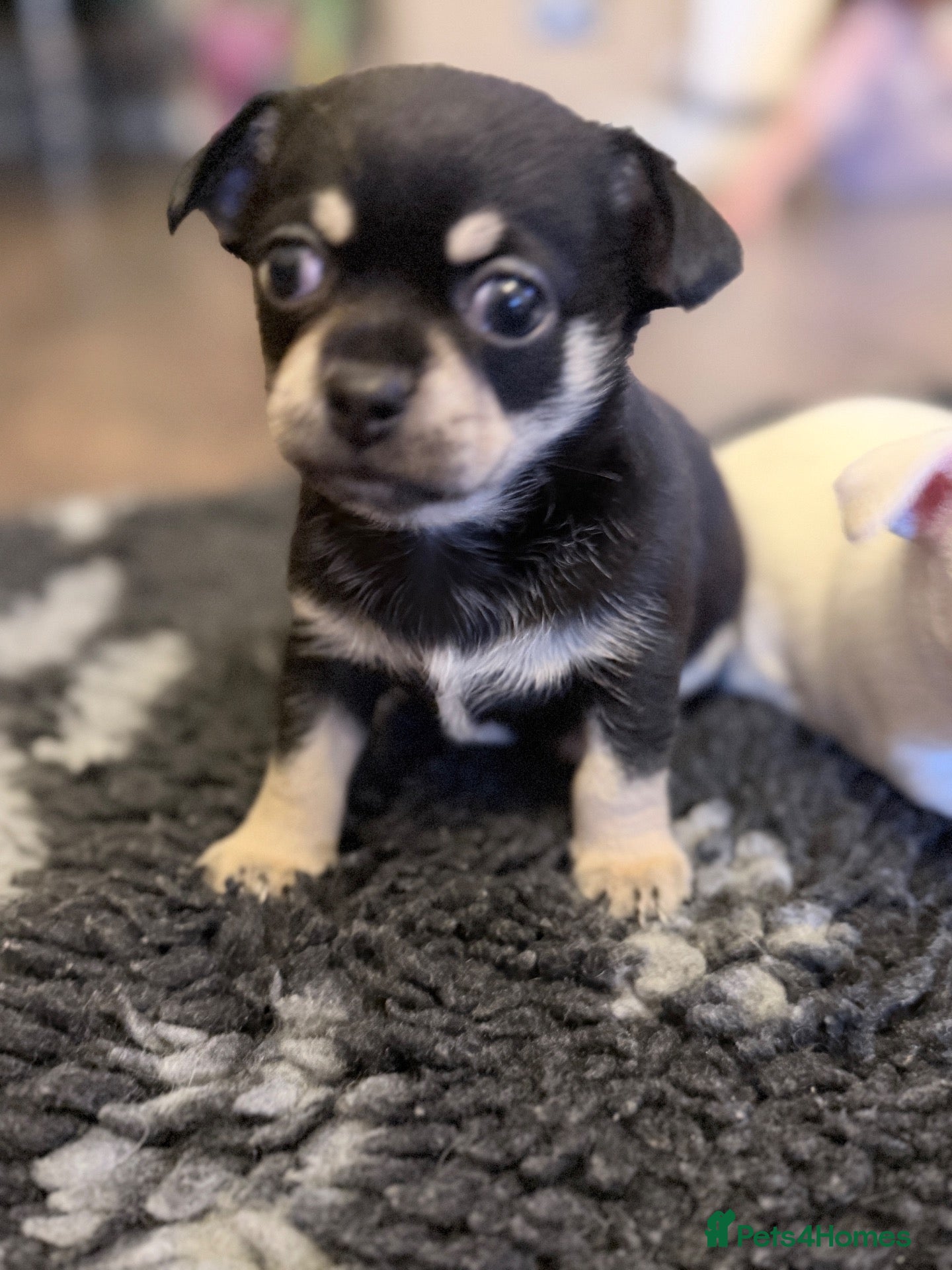 Chihuahua dogs Chihuahua boys  - Advert 1