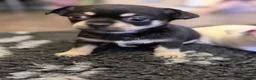 Chihuahua dogs for sale: Chihuahua boys  - Advert 24