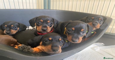 Miniature Dachshund dogs - Advert 6