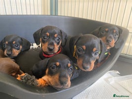Miniature Dachshund dogs - Advert 14