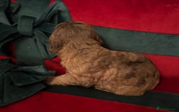 Cockapoo dogs for sale: ⭐️OUTSTANDING, HIGH QUALITY Cockapoo F1B Puppies⭐️ - Advert 6