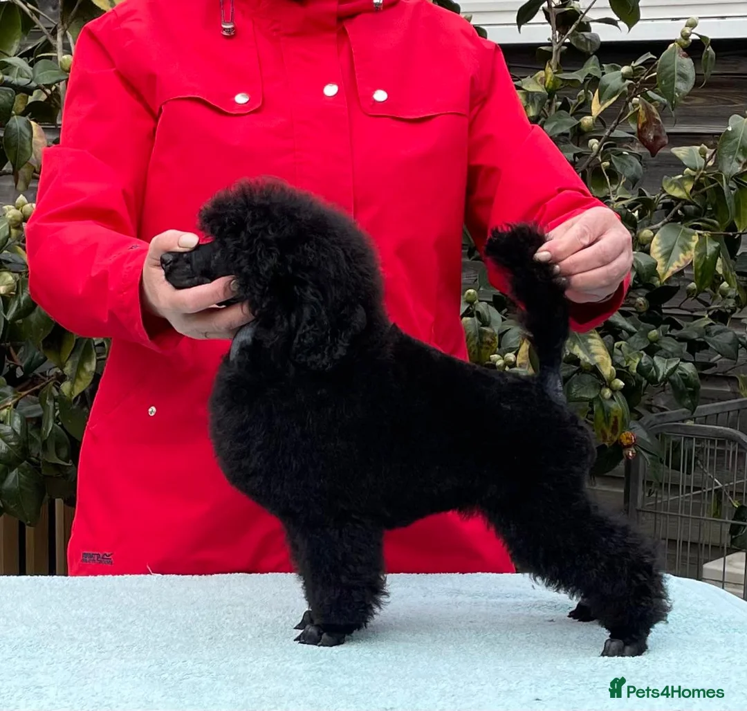 Miniature Poodle dogs for sale: Miniature Poodle – A Young Dog of Distinction - Advert 6