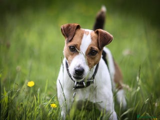 Jack Russell dogs in Crediton - Advert 7