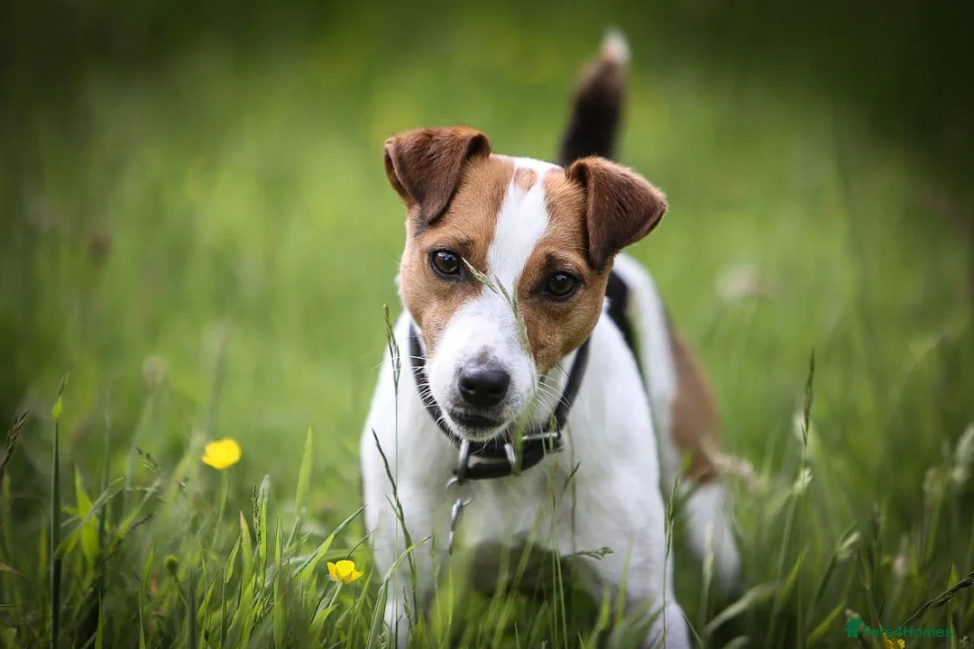 Jack Russell dogs for stud: Digby Jack Russell Stud in Crediton - Advert 1