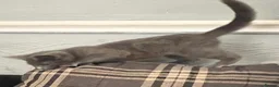 Mixed Breed cats for sale: Beautiful kittens for sale  - Advert 19