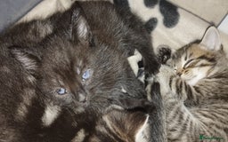 Mixed Breed cats for sale: 2 boy kittens  - Image 11