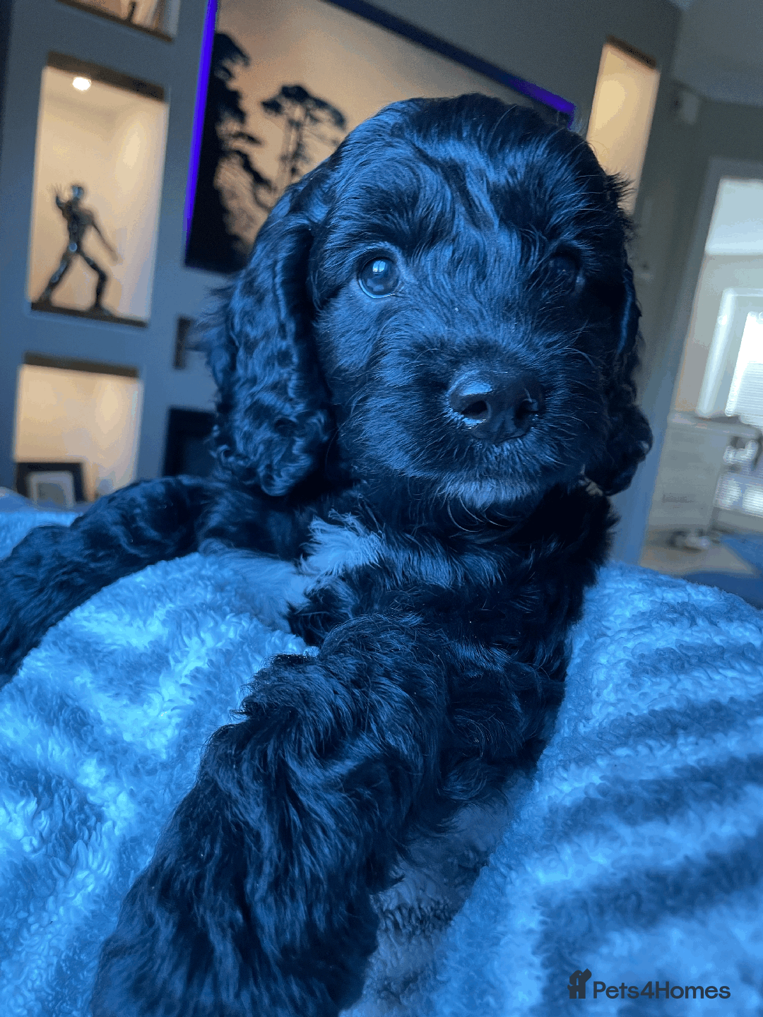 Cockapoo dogs for sale: Beautiful Thick coated Fluffy F1 Toy Cockapoo pups - Advert 13