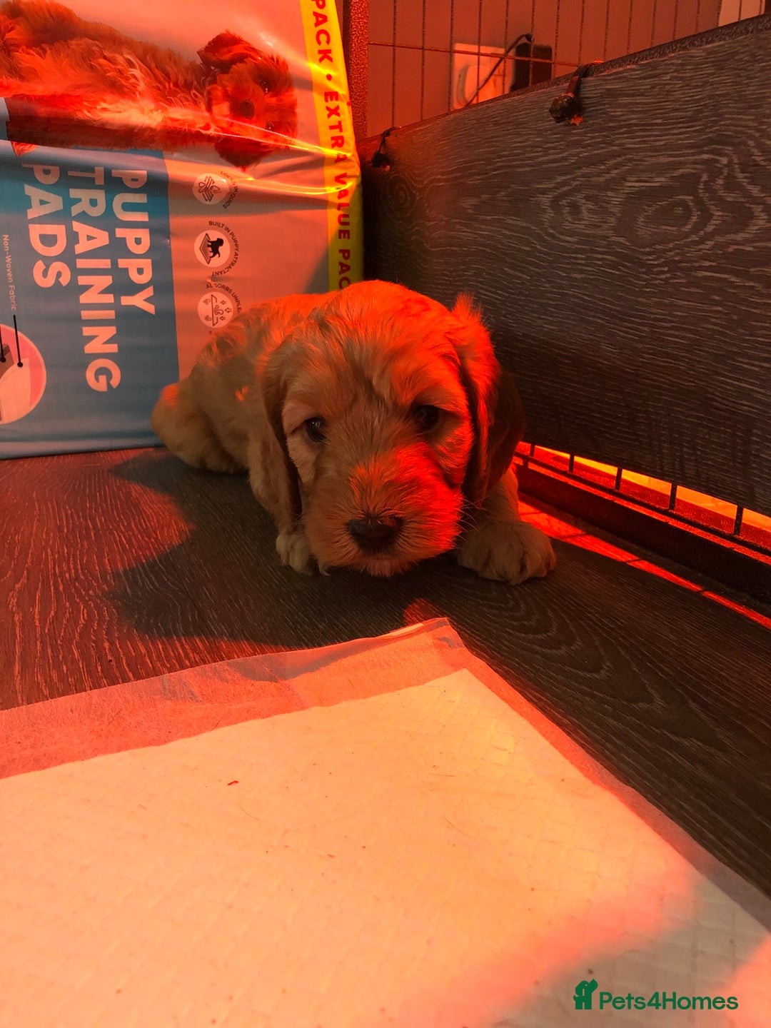 Cockapoo dogs for sale: Stunning cockapoo boys for sale  - Image 13