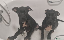 Mixed Breed dogs for sale: Cane corso cross  - Image 2