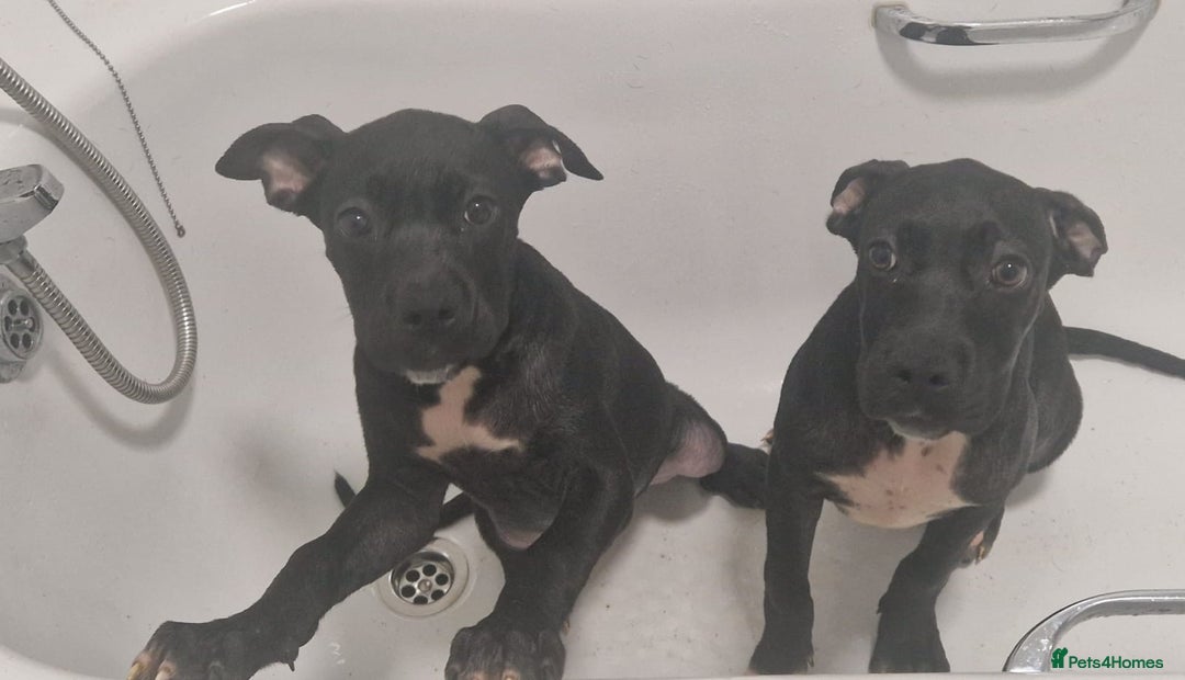 Mixed Breed dogs for sale: Cane corso cross  - Image 2