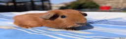 Guinea Pig rodents for sale: Golden Guinea Pigs for Sale - Advert 4