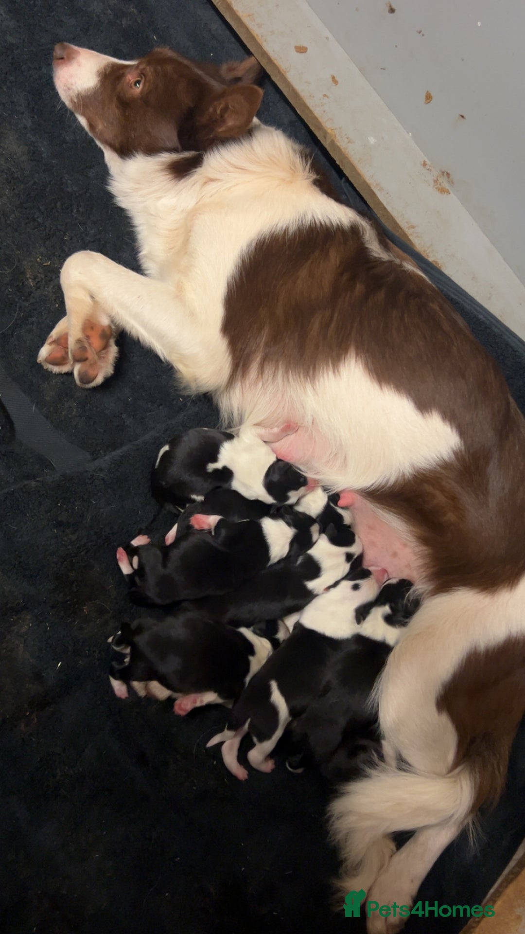 Border Collie dogs for sale: Beautiful border collies  - Image 2