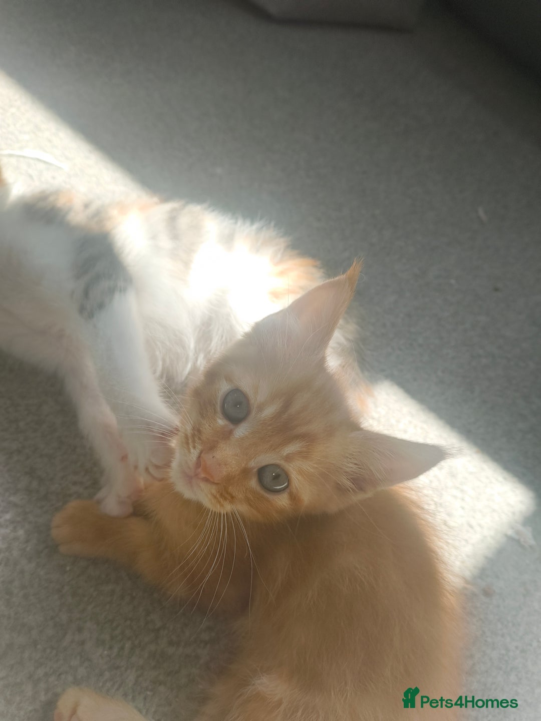 Maine Coon cats for sale: Half Maine coon ready to leave now - Image 11