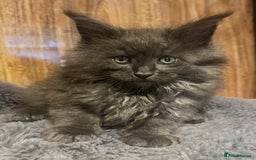 Maine Coon cats for sale: STUNNING MAINE COON KITTENS BLUE SMOKE (tica reg ) - Image 23