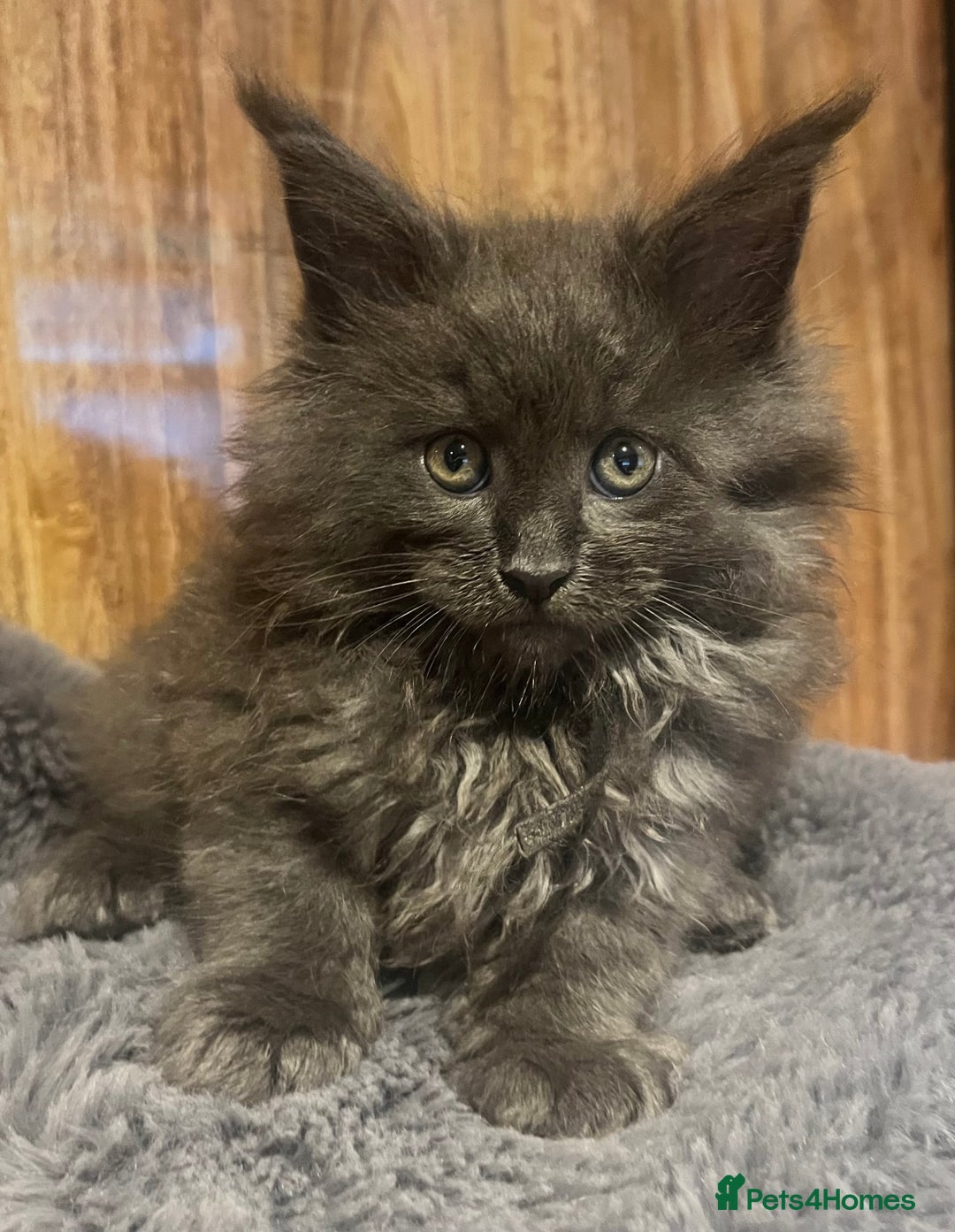 Maine Coon cats for sale: STUNNING MAINE COON KITTENS BLUE SMOKE (tica reg ) - Image 23