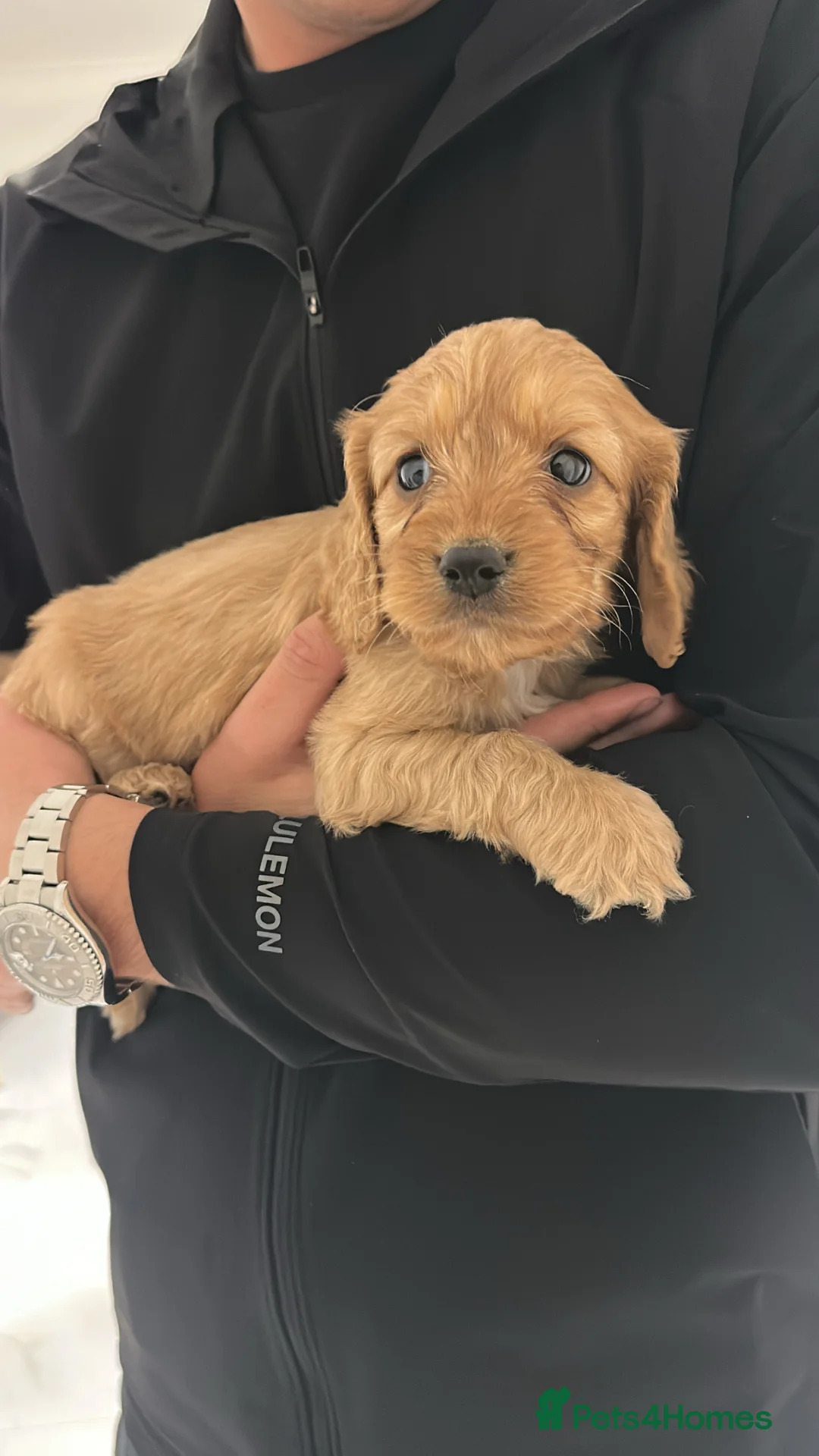 Cockapoo dogs for sale: 🐾Adorable Cockapoo Puppies🐾 - Advert 10