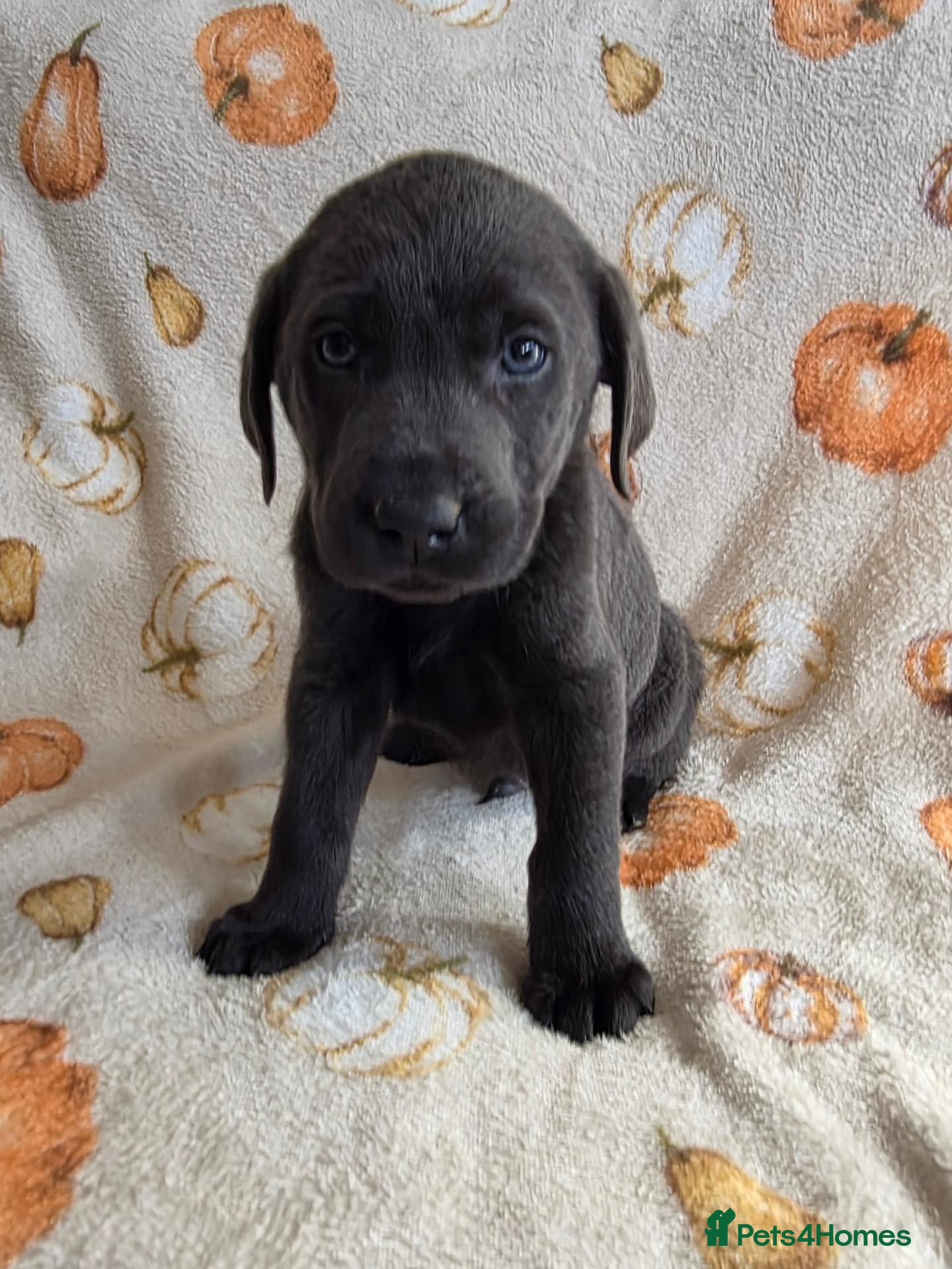 Labrador Retriever dogs Beautiful Lab Puppies Charcoal & Silver  - Advert 2
