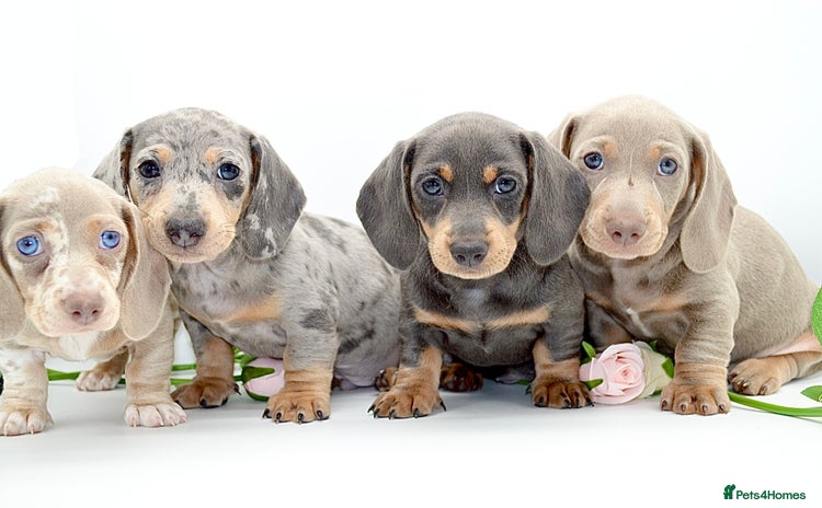 Miniature Dachshund dogs - Advert 3