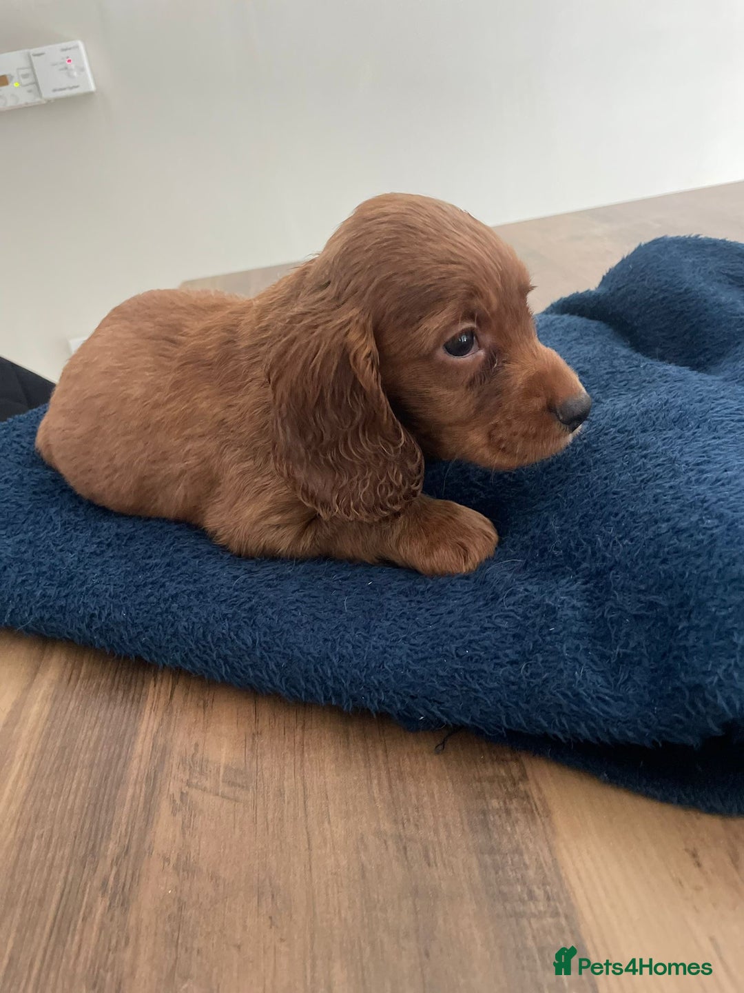 Cockapoo dogs for sale: ❤️NOW REDUCED❤️…X1 BOY (health tested) - Advert 8