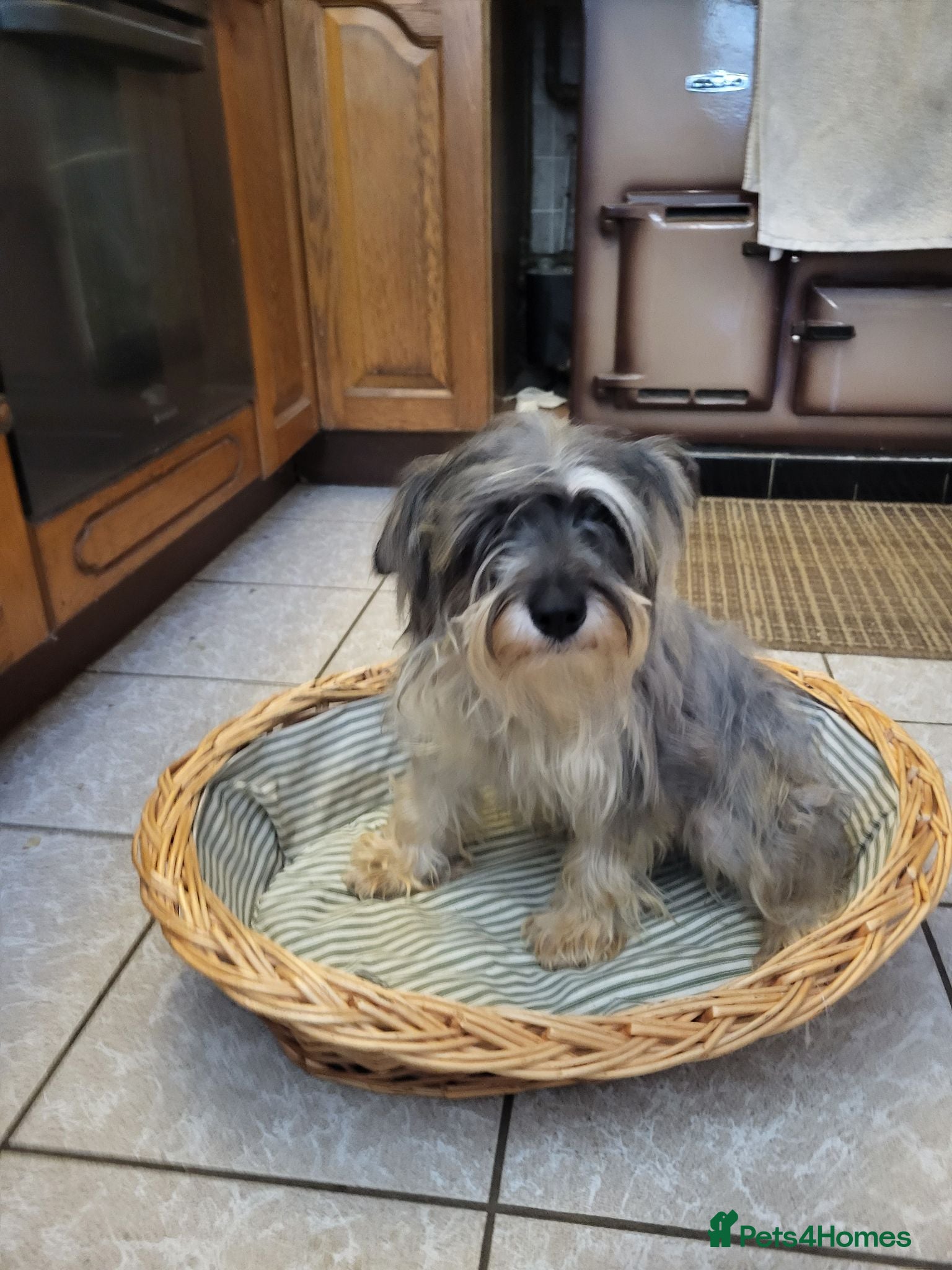 Miniature Schnauzer dogs Lovely miniature schnauzer's - Advert 1