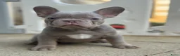 French Bulldog dogs for sale: Health Clear KC Registered French Bulldog Puppies - Advert 33
