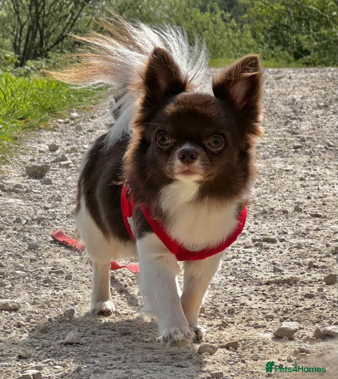 Chihuahua dogs     Beautiful KC Reg Chocolate Parti Male - Advert 1