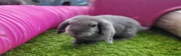 Mini Lop rabbits for sale: Beautiful Mini Lop Mix Rabbits - READY THURSDAY  - Advert 9