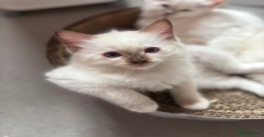 Ragdoll cats - Advert 9