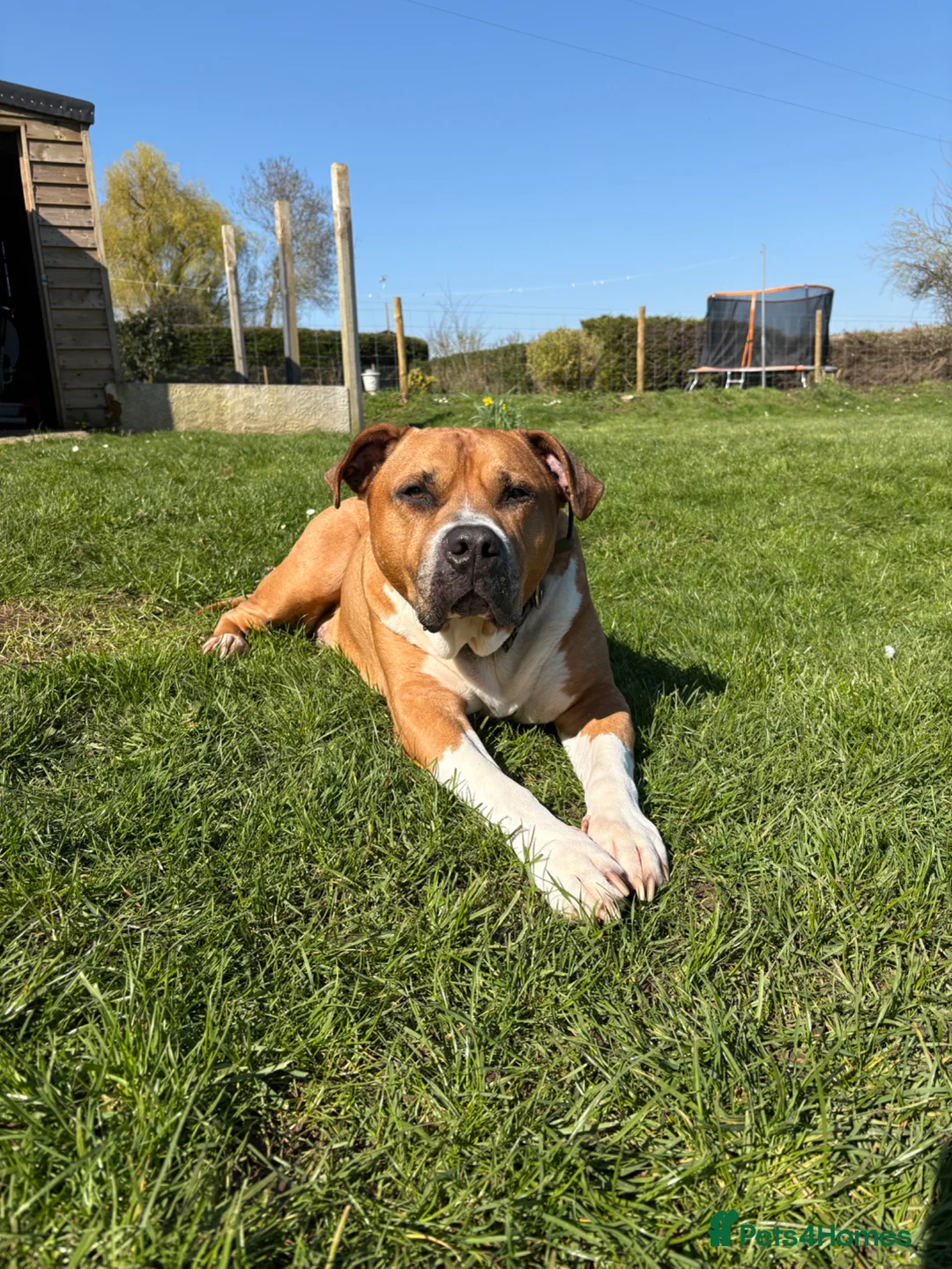 Mixed Breed dogs for sale: 10 year old Staffy  ** tiff  in Wimborne - Advert 1