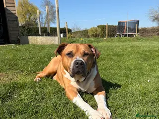 Mixed Breed dogs 10 year old Staffy ** tiff - Advert 17