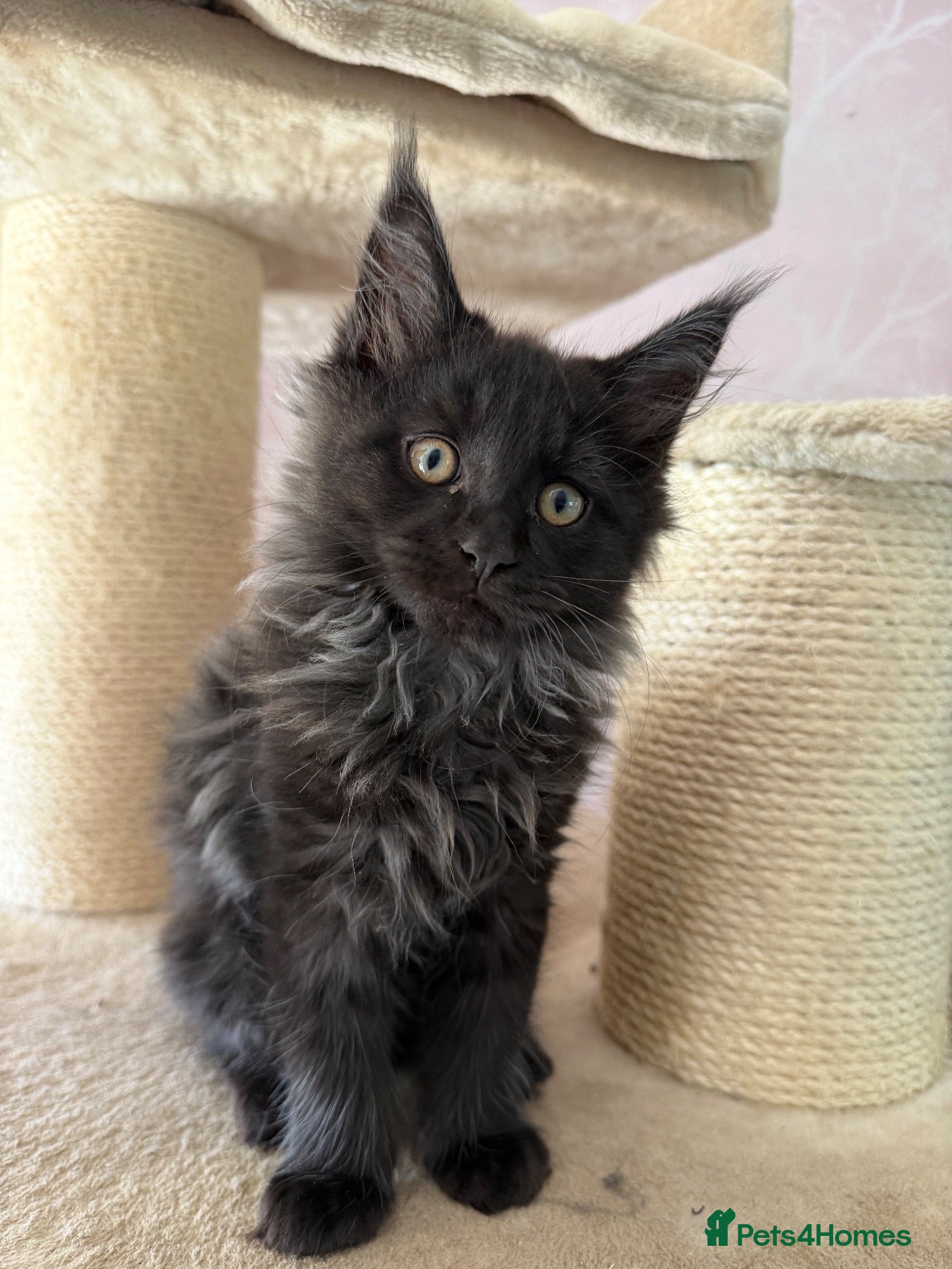 Maine Coon cats Tica registered black smoked male Maine coon - Advert 2