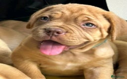 Dogue De Bordeaux dogs for sale: Dogue de Bordeaux puppies now available! - Image 10