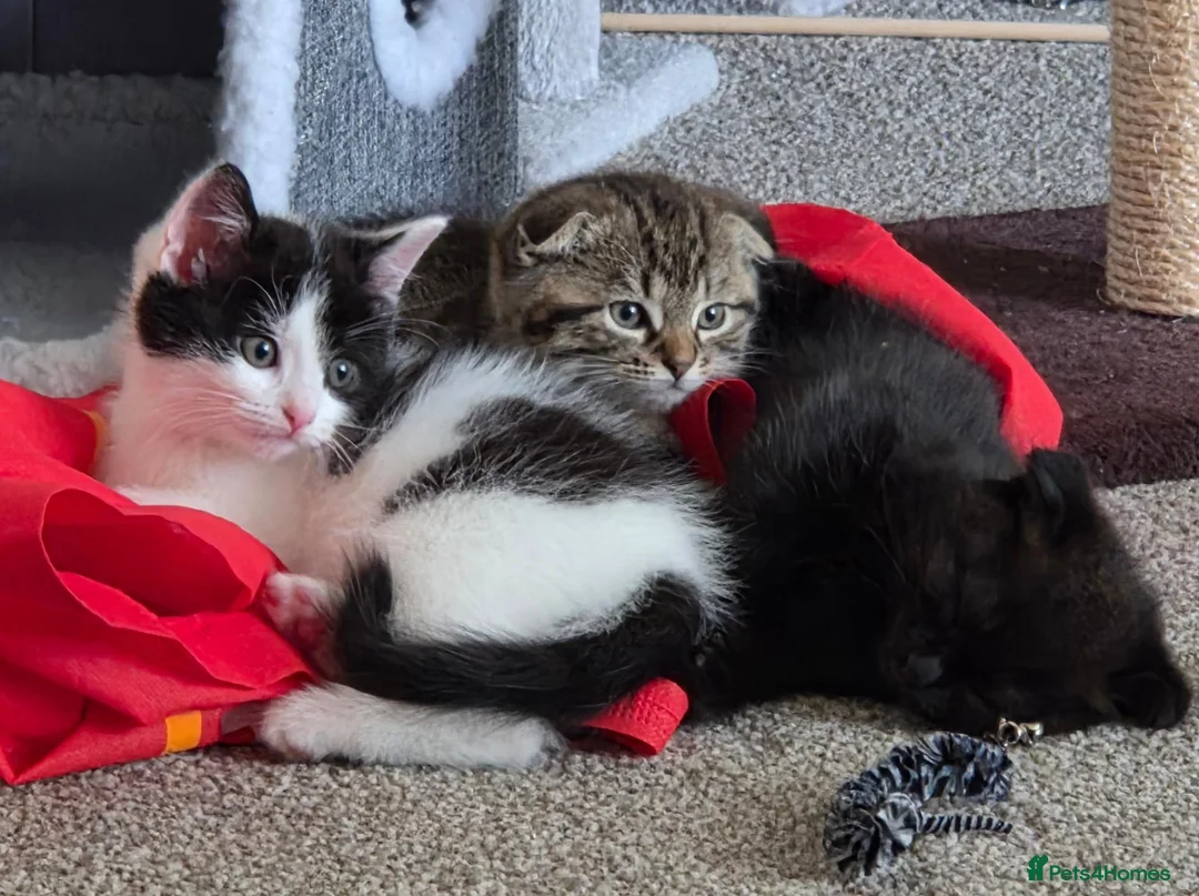 Scottish Fold cats for sale: Scottish Fold / Scottish Straight in Leicester - Advert 1