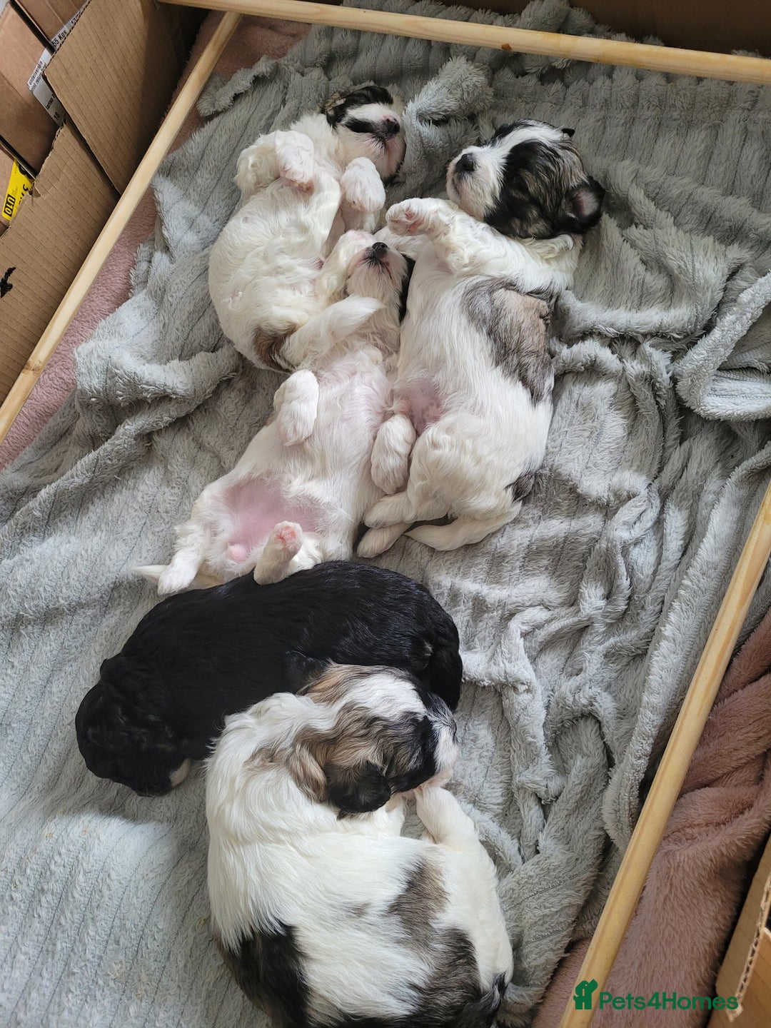 Mixed Breed dogs for sale: 🐶 Adorable La-Chon Puppies-Ready 1st December 🐶 - Image 26