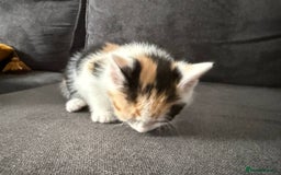 American Shorthair cats for sale: Smart stunning mixed colour kittens  - Image 15