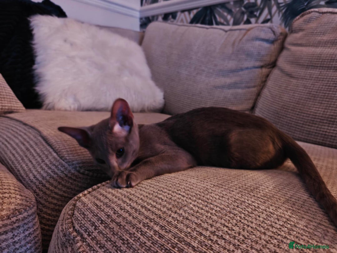 Oriental cats for sale: Handsome Loving Oriental Shorthair Boy Lilac-Grey - Advert 3