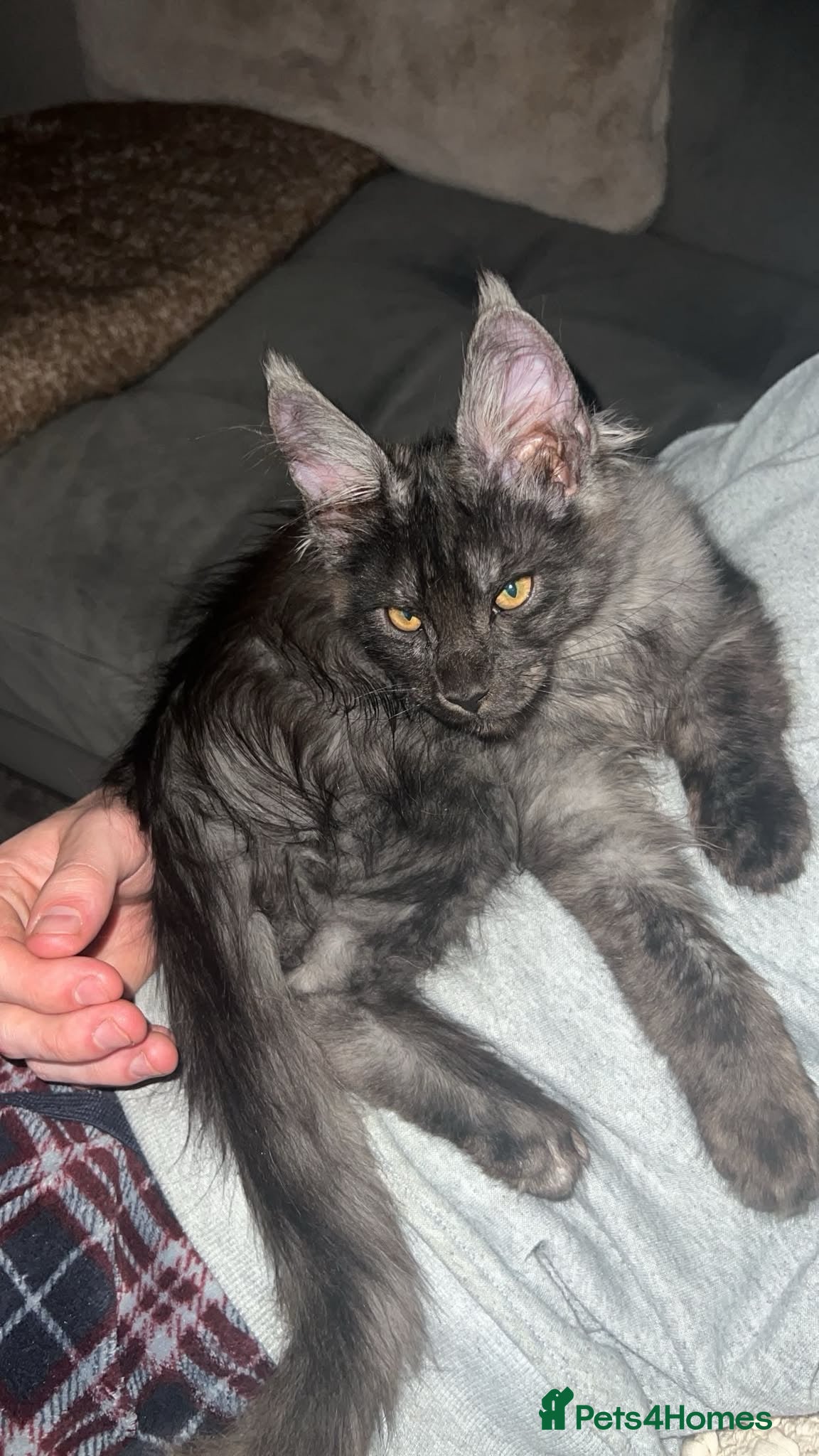 Maine Coon cats GCCF Maine coon boys ready now - Advert 2