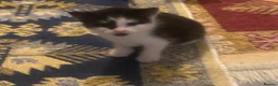 Mixed Breed cats for sale: Adorable kittens - Advert 3