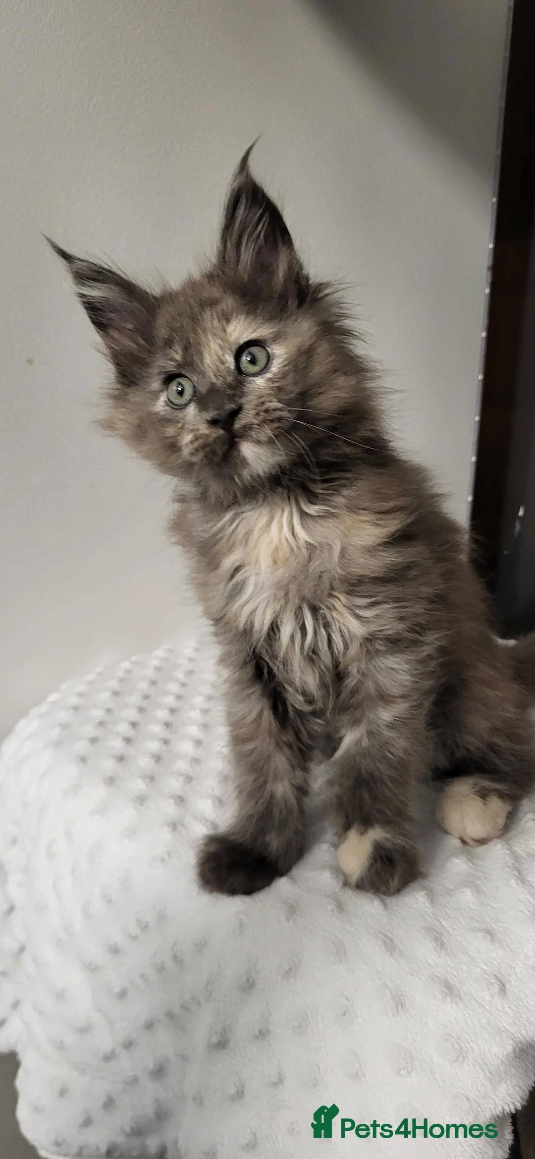 Maine Coon cats for sale: GCCF - Maine Coon Kittens - Advert 9