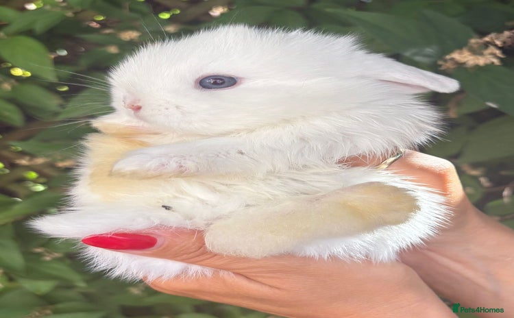 Mini Lop rabbits - Advert 11
