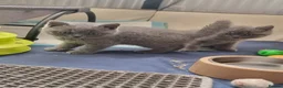 British Shorthair cats for sale: Left 3 BSH Kittens Pedigree GCCF Ready 2 July 2026 - Advert 14