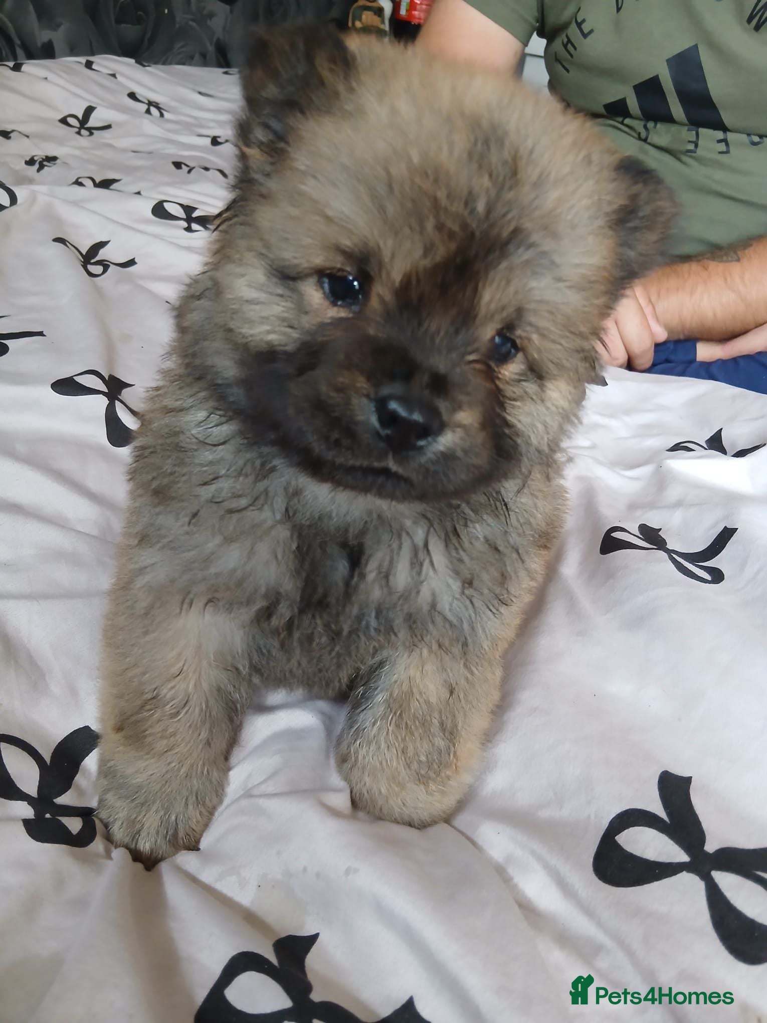 Chow Chow dogs 🐻❤️ GORGEOUS KC REGISTERED CHOW CHOW PUPPIES 🐾 - Advert 17