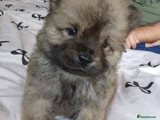 Chow Chow dogs 🐻❤️ GORGEOUS KC REGISTERED CHOW CHOW PUPPIES 🐾 - Advert 5