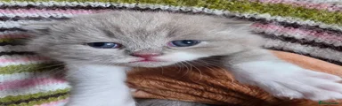 Lilac tabby and white shorthair