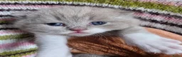 British Longhair cats for sale: TICA Registered British longhair kittens - Advert 20