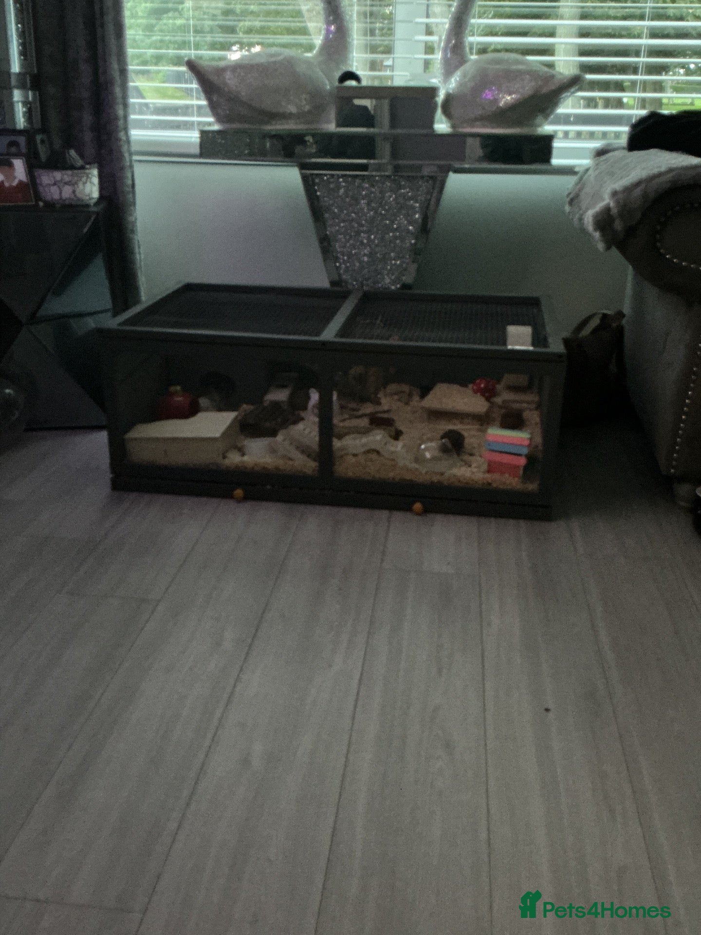 Hamster rodents Hamster cage or small animal cage need more room  - Advert 2