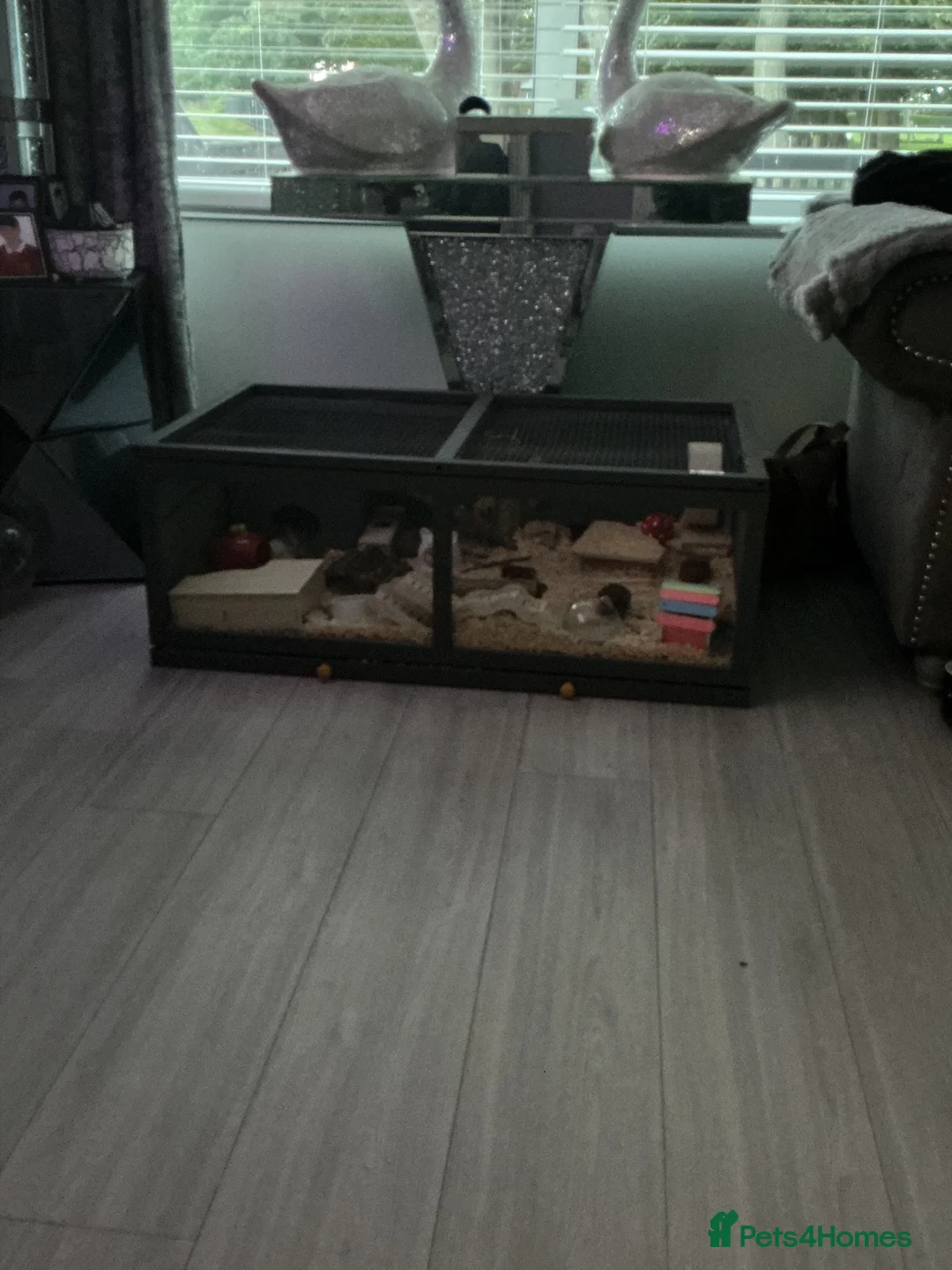 Hamster rodents for sale: Hamster cage or small animal cage need more room  in Sunderland - Advert 1