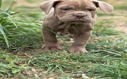Mixed Breed dogs for sale: Beautiful lilac cane Corso x bulldog pups  - Image 31
