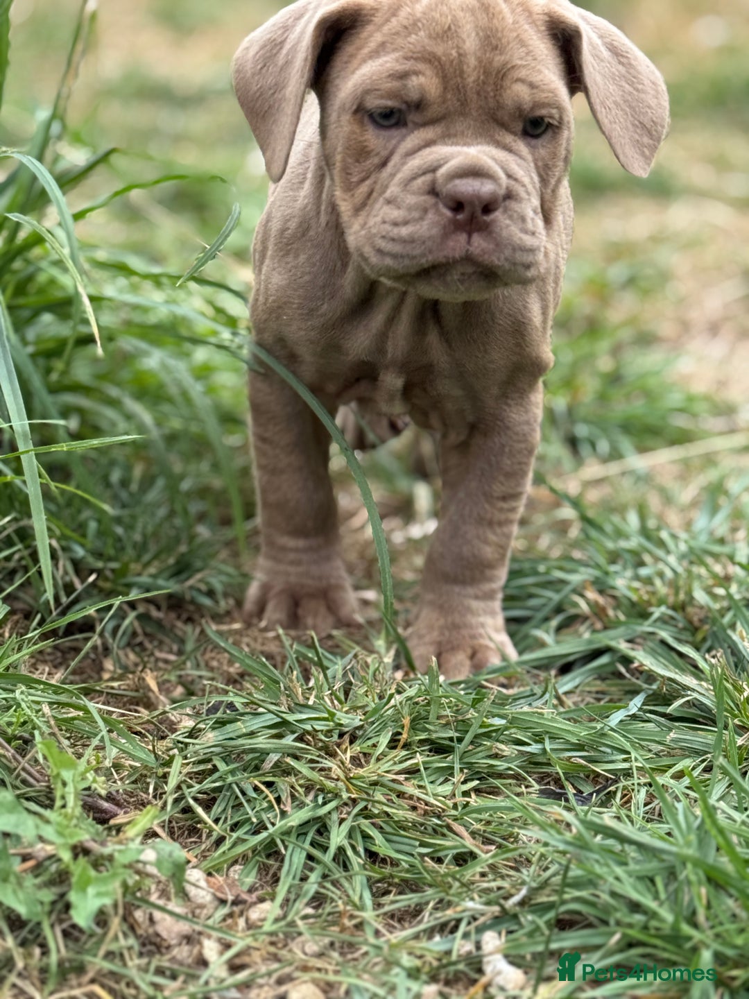 Mixed Breed dogs for sale: Beautiful lilac cane Corso x bulldog pups  - Image 31